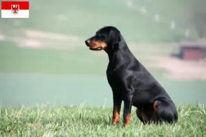 Read more about the article Brandlbracke breeders and puppies in Brandenburg