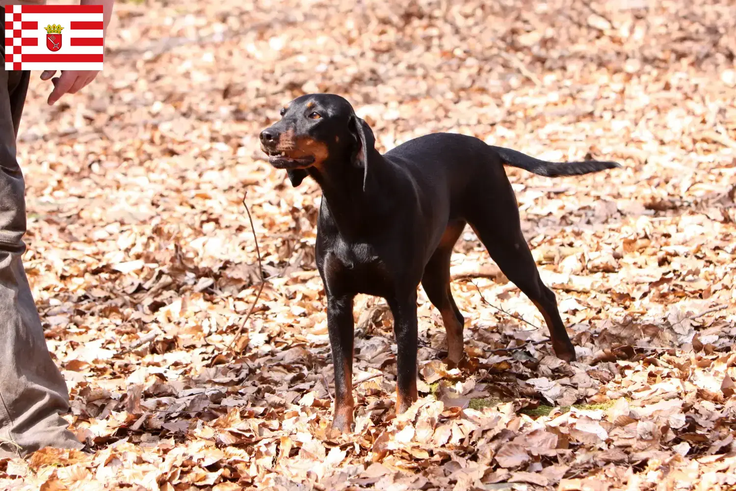 Read more about the article Brandlbracke breeders and puppies in Bremen