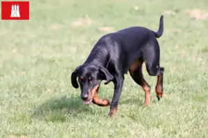 Read more about the article Brandlbracke breeders and puppies in Hamburg