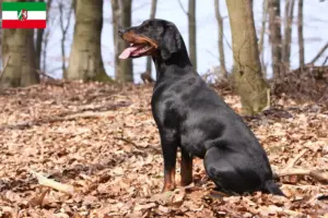 Read more about the article Brandlbracke breeders and puppies in North Rhine-Westphalia