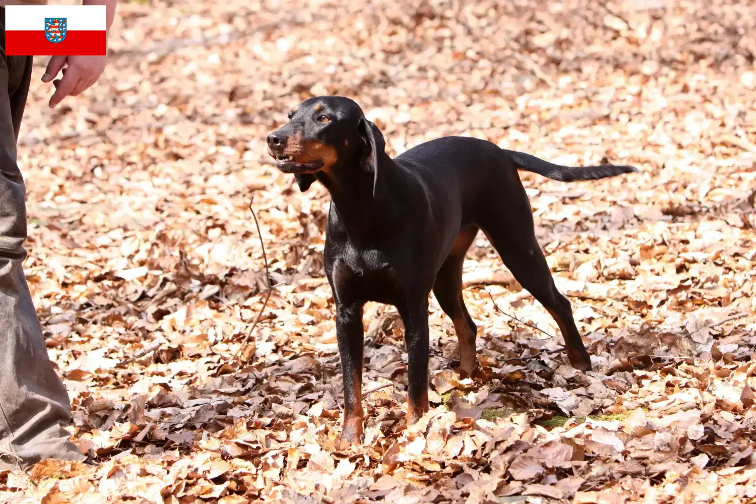 Brandlbracke puppies and breeders Thuringia Here you can find Brandlbracken breeders in Thuringia.