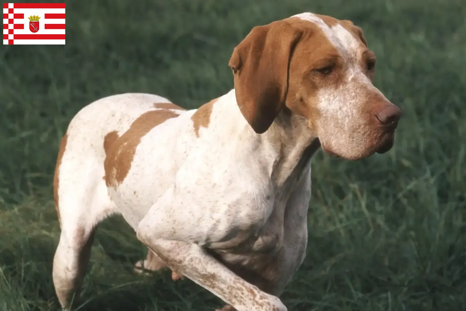 Read more about the article Braque de l’Ariège breeders and puppies in Bremen