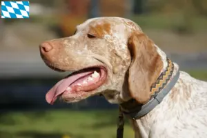 Read more about the article Braque du Bourbonnais breeders and puppies in Bavaria