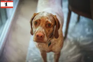 Read more about the article Braque du Bourbonnais breeders and puppies in Berlin