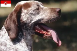 Read more about the article Braque du Bourbonnais breeders and puppies in Brandenburg