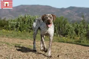 Read more about the article Braque du Bourbonnais breeder and puppies in Bremen