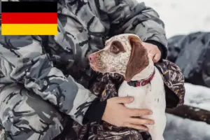 Read more about the article Braque du Bourbonnais breeders and puppies in Germany