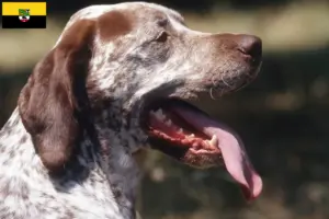 Read more about the article Braque du Bourbonnais breeders and puppies in Saxony-Anhalt