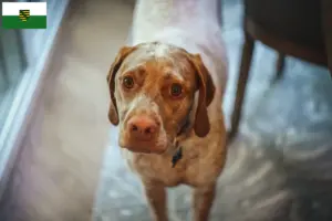 Read more about the article Braque du Bourbonnais breeders and puppies in Saxony