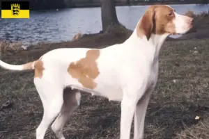 Read more about the article Braque Saint-Germain breeders and puppies in Baden-Württemberg