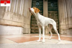 Read more about the article Braque Saint-Germain breeders and puppies in Brandenburg