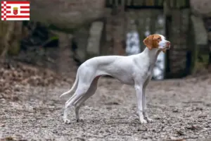 Read more about the article Braque Saint-Germain breeder and puppies in Bremen