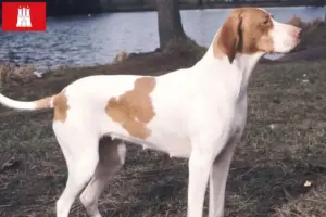 Read more about the article Braque Saint-Germain breeders and puppies in Hamburg