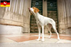 Read more about the article Braque Saint-Germain breeders and puppies in Lower Saxony