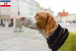 Read more about the article Braque Saint-Germain breeders and puppies in Mecklenburg-Vorpommern