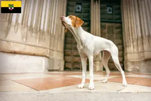 Read more about the article Braque Saint-Germain breeders and puppies in Saxony-Anhalt