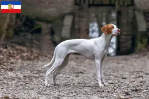 Read more about the article Braque Saint-Germain breeders and puppies in Schleswig-Holstein