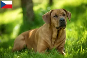 Read more about the article Broholm breeders and puppies in the Czech Republic