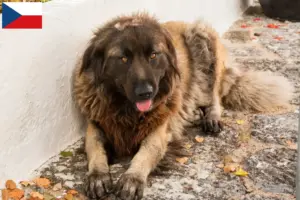 Read more about the article Cão Da Serra Da Estrela breeders and puppies in the Czech Republic