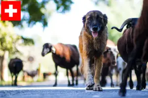 Read more about the article Cão Da Serra Da Estrela breeders and puppies in Switzerland