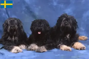 Read more about the article Cão da Serra de Aires breeders and puppies in Sweden