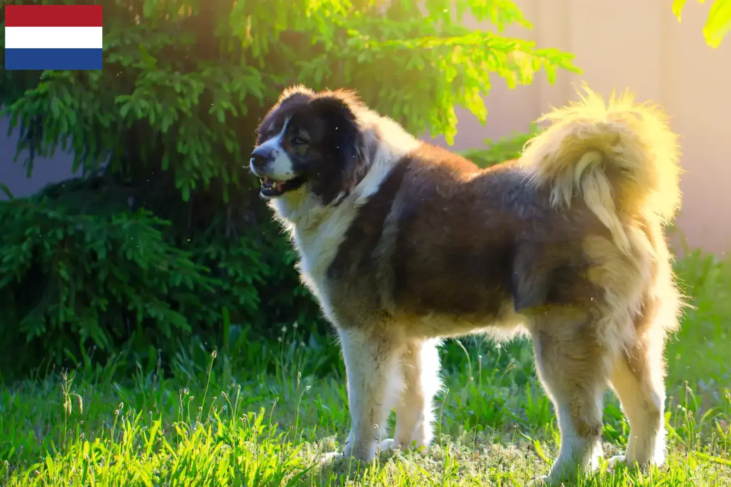 Caucasian Shepherd Puppies and Breeder Netherlands Find Caucasian Shepherd Dog breeders in the Netherlands.