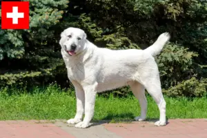 Read more about the article Central Asian Shepherd Dog breeders and puppies in Switzerland