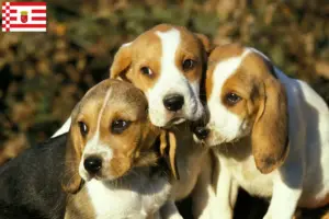 Read more about the article Chien d’Artois breeders and puppies in Bremen