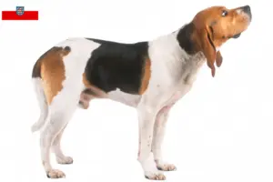 Read more about the article Chien d’Artois breeders and puppies in Thuringia