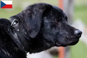 Read more about the article Chien de Castro Laboreiro breeders and puppies in the Czech Republic