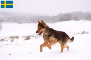 Read more about the article Chodský pes breeders and puppies in Sweden