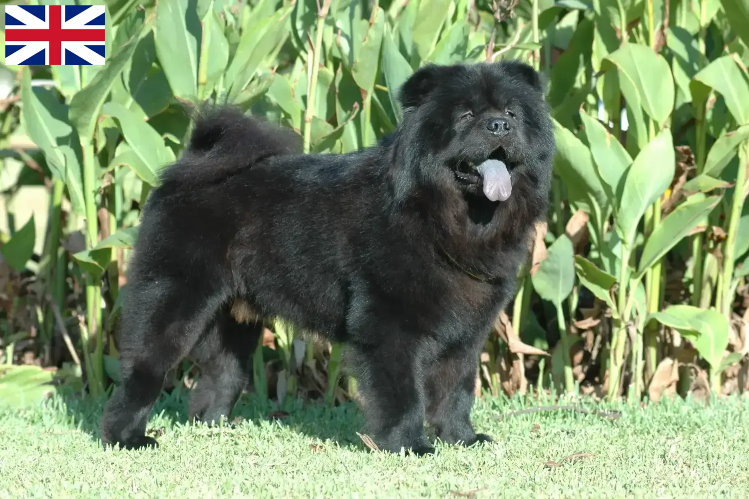 Chow-Chow puppies and breeders Great Britain Here you can find Chow-Chows breeders in Great Britain.