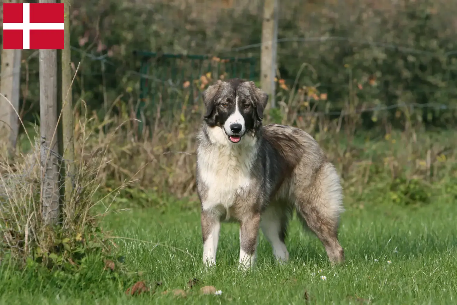 Read more about the article Ciobănesc Românesc Carpatin breeders and puppies in Denmark