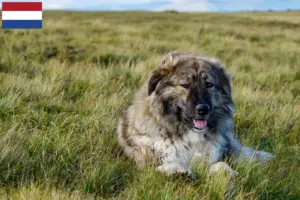 Read more about the article Ciobănesc Românesc Carpatin breeders and puppies in the Netherlands