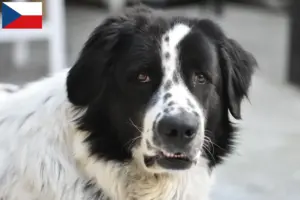 Read more about the article Ciobănesc Românesc de Bucovina breeders and puppies in the Czech Republic