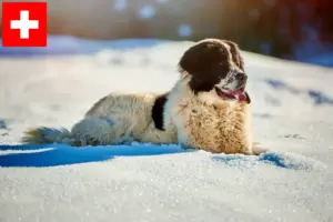 Read more about the article Ciobănesc Românesc de Bucovina breeders and puppies in Switzerland