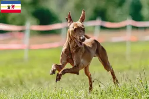 Read more about the article Cirneco dell’ Etna breeders and puppies in Mecklenburg-Vorpommern