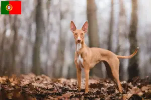 Read more about the article Cirneco dell’ Etna breeders and puppies in Portugal
