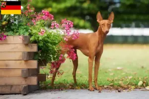 Read more about the article Cirneco dell’ Etna breeders and puppies in Rhineland-Palatinate