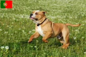 Read more about the article Continental Bulldog breeders and puppies in Portugal