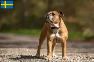 Read more about the article Continental Bulldog breeders and puppies in Sweden