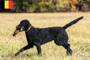 Read more about the article Curly Coated Retriever breeders and puppies in Belgium