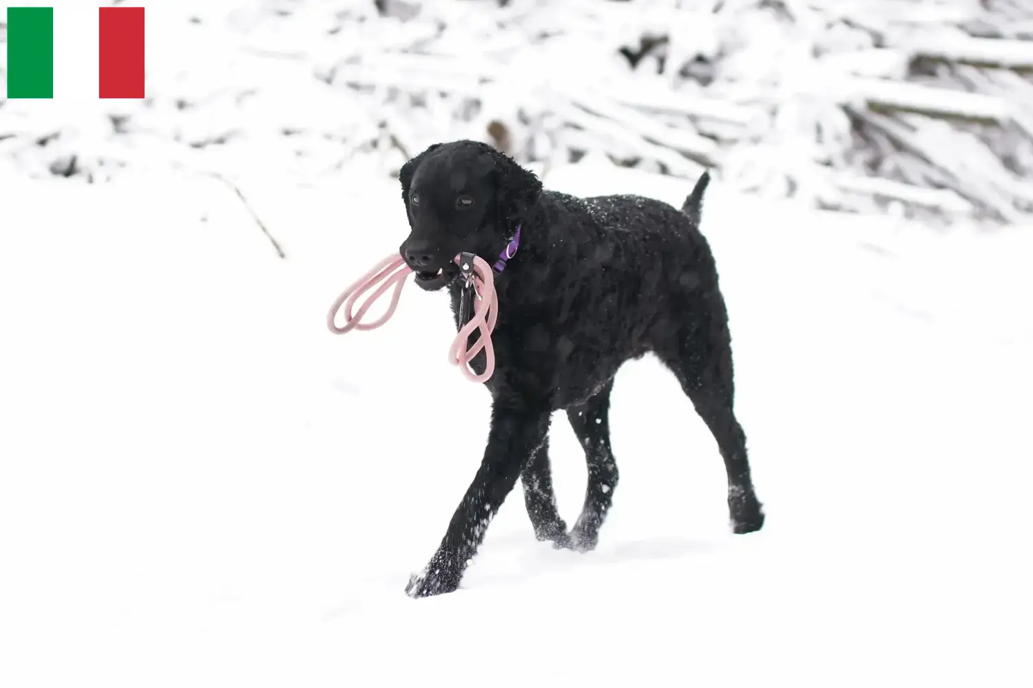 Curly Coated Retriever puppies and breeders Italy Here you can find Curly Coated Retriever breeders in Italy.