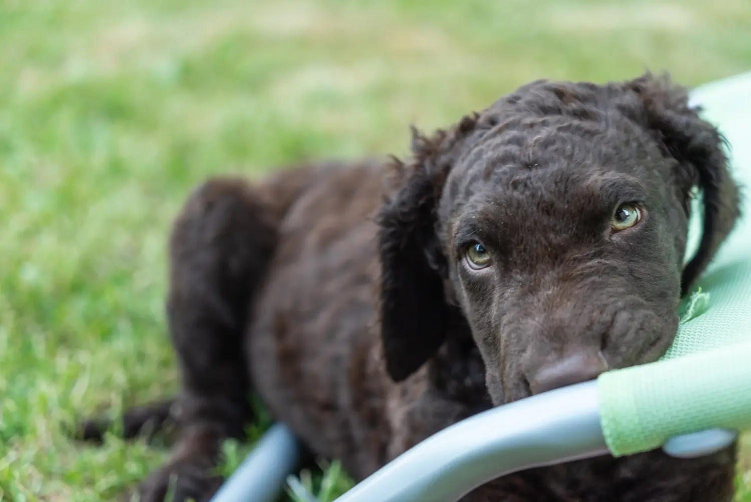 Buying a Curly Coated Retriever puppy means taking responsibility! Buy Curly Coated Retriever puppies.