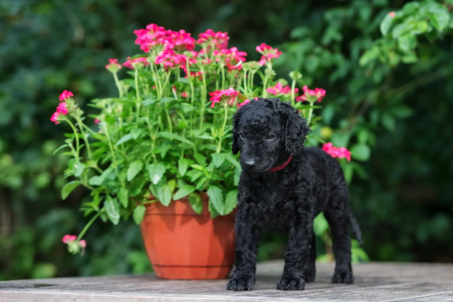 Buying a Curly Coated Retriever puppy means taking responsibility! Buy Curly Coated Retriever puppies.