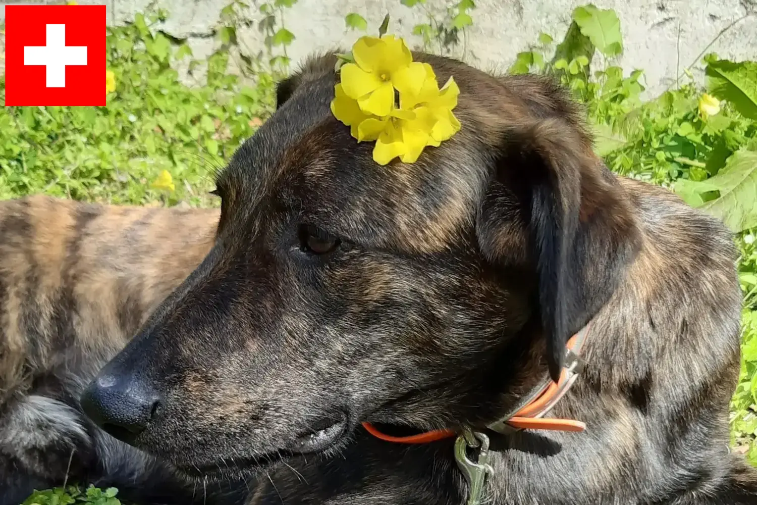 Read more about the article Cursinu breeders and puppies in Switzerland