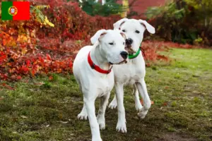 Read more about the article Dogo Argentino breeders and puppies in Portugal