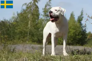 Read more about the article Dogo Argentino breeders and puppies in Sweden