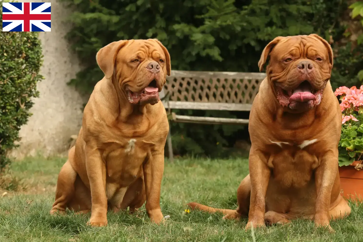 Dogue de Bordeaux puppies and breeders Great Britain Here you can find Dogue de Bordeaux breeders in Great Britain.