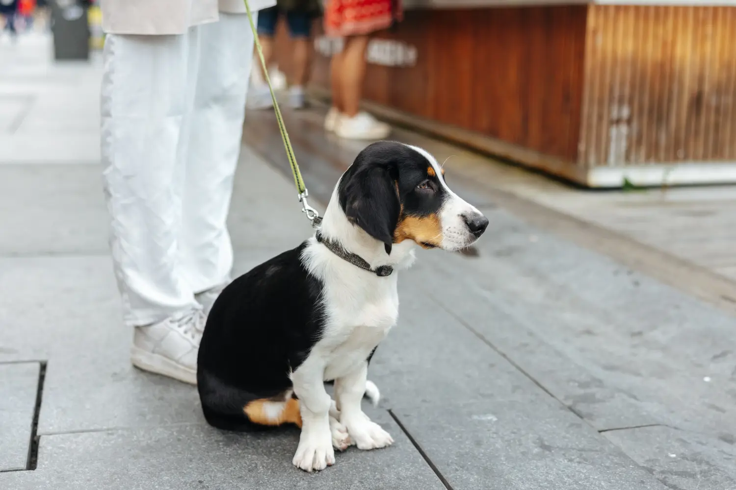 Buying a Drever puppy means taking responsibility! Buy Drever puppies.